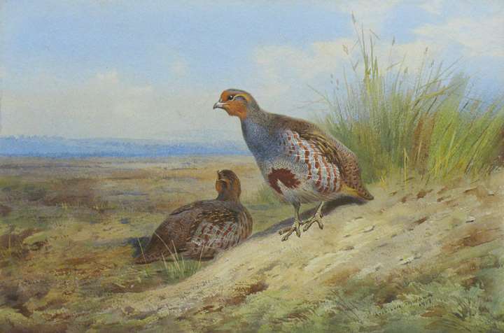 A pair of grey partridge on the moor